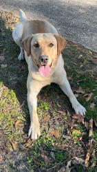 Reunited Male Dog last seen Ponders Forest, Houston, TX 77090