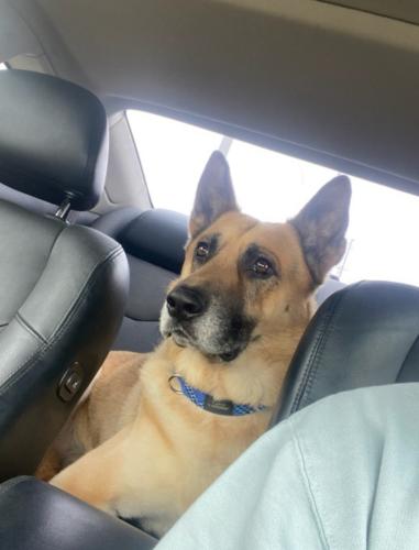 Lost Male Dog last seen Central and Gilbert , Hemet, CA 92583