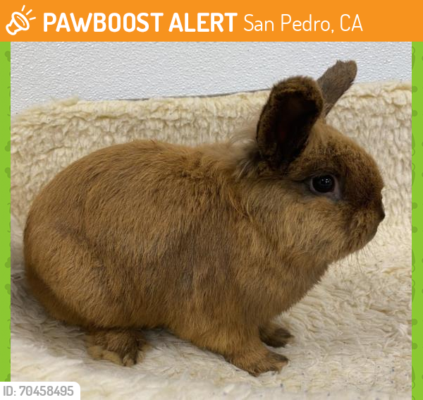 Shelter Stray Male Other last seen , San Pedro, CA 90731