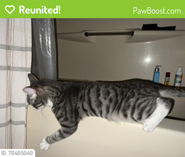 Reunited Male Cat last seen Overlook & Longwood , Greenville, NC 27858