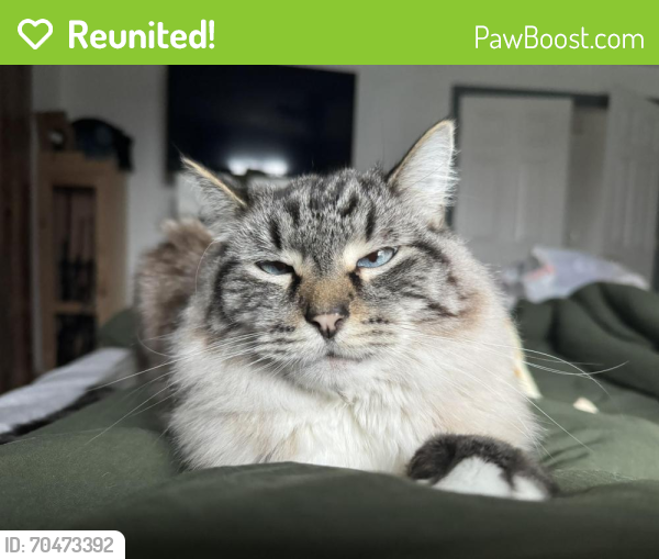 Reunited Male Cat last seen White Chapel dr and Glengrove , Central Point, OR 97502