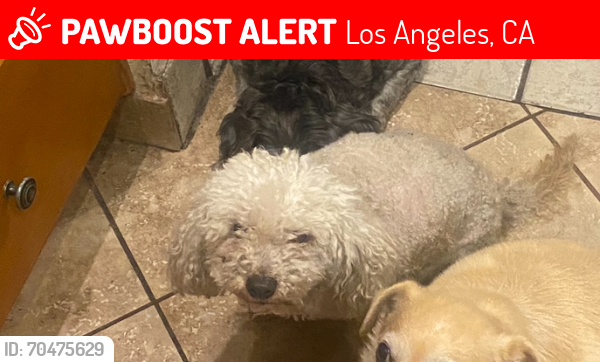 Lost Female Dog last seen Hicks  Ditman Indiana.  Whitter , Los Angeles, CA 90023