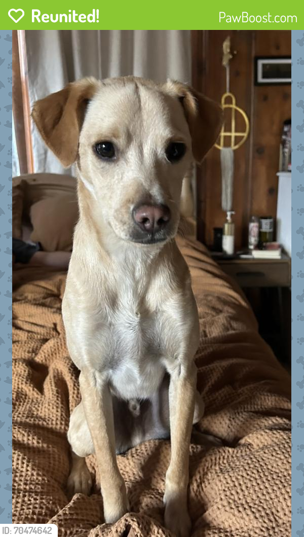Reunited Male Dog last seen 19th St. and Junipero Ave. , Signal Hill, CA 90755