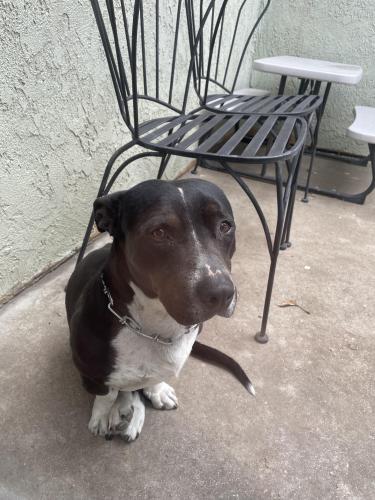 Lost Male Dog last seen Near N Linden Ave, Rialto, CA 92377, Rialto, CA 92377