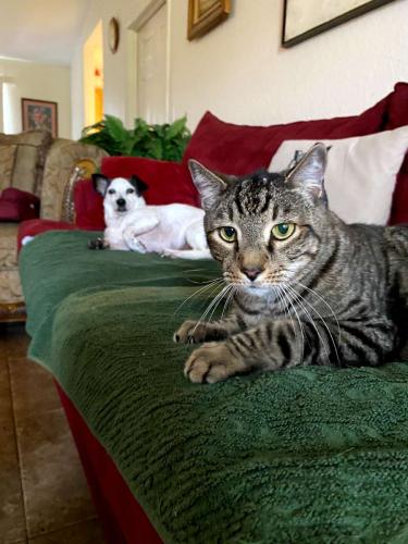 Lost Male Cat last seen Hibiscus Rd and Wintergarden Parkway, Lakewood Park, FL 34951