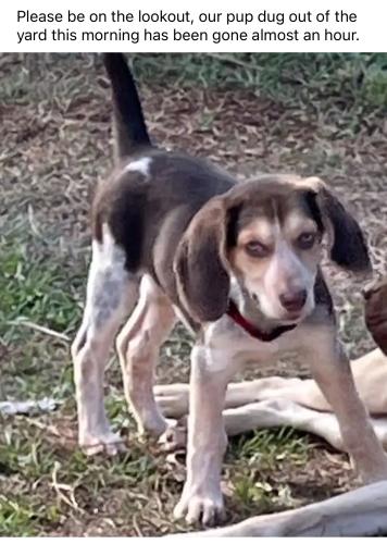 Lost Male Dog last seen Near Jupiter/Minton , Palm Bay, FL 32909