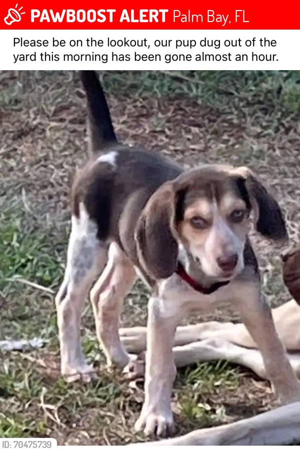 Lost Male Dog last seen Near Jupiter/Minton , Palm Bay, FL 32909