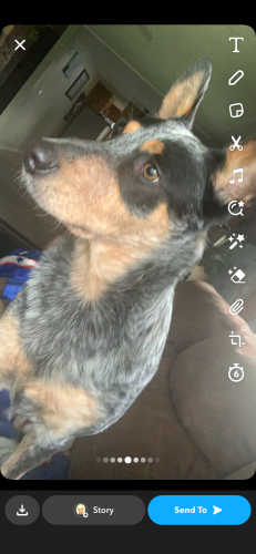 Lost Male Dog last seen White horse park area, Grants Pass, OR 97526