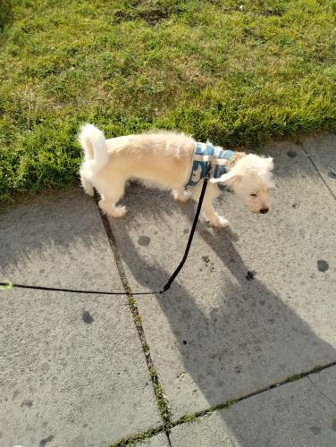 Lost Male Dog last seen Gage Ave y Figueroa St, Los Angeles, CA 90044
