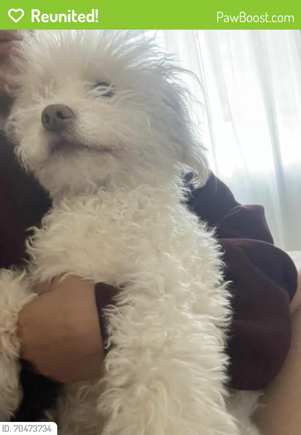 Reunited Male Dog last seen Columbia Ave and Edelweiss Ave, Riverside, CA 92501