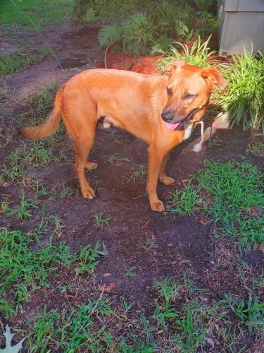 Lost Male Dog last seen Across from Shadybrook clbh., Cherokee County, TX 75757