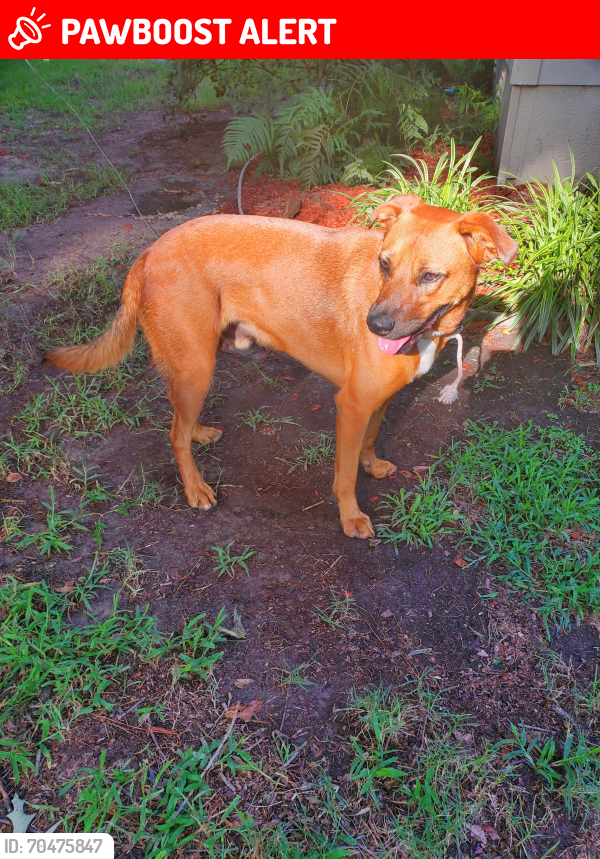 Lost Male Dog last seen Across from Shadybrook clbh., Cherokee County, TX 75757