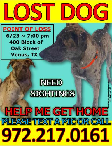 Lost Male Dog last seen 5th st and 157, Venus, TX 76084