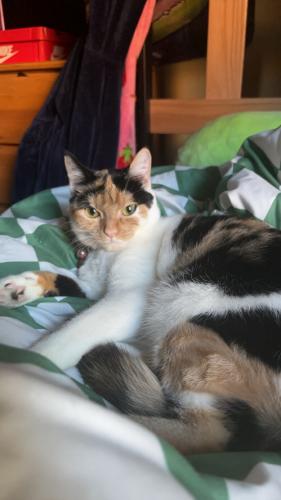 Lost Female Cat last seen SC 265 and Eugene Woodward Rd, Ruby, SC 29741