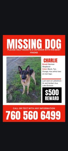 Lost Male Dog last seen Lakeshore Drive and herbert, Lake Elsinore, CA 92530