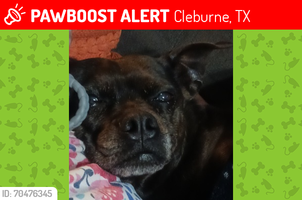 Lost Female Dog last seen Woodard Ave, Cleburne, TX 76033