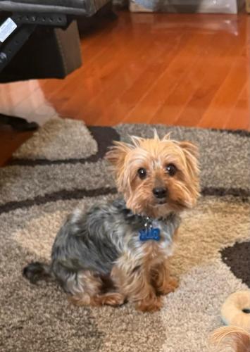 Lost Male Dog last seen Hempstead Ave and Springfield blvd , Queens, NY 11428