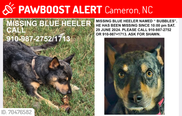 Lost Male Dog last seen Marks road,Cameron, Nc , Cameron, NC 28326