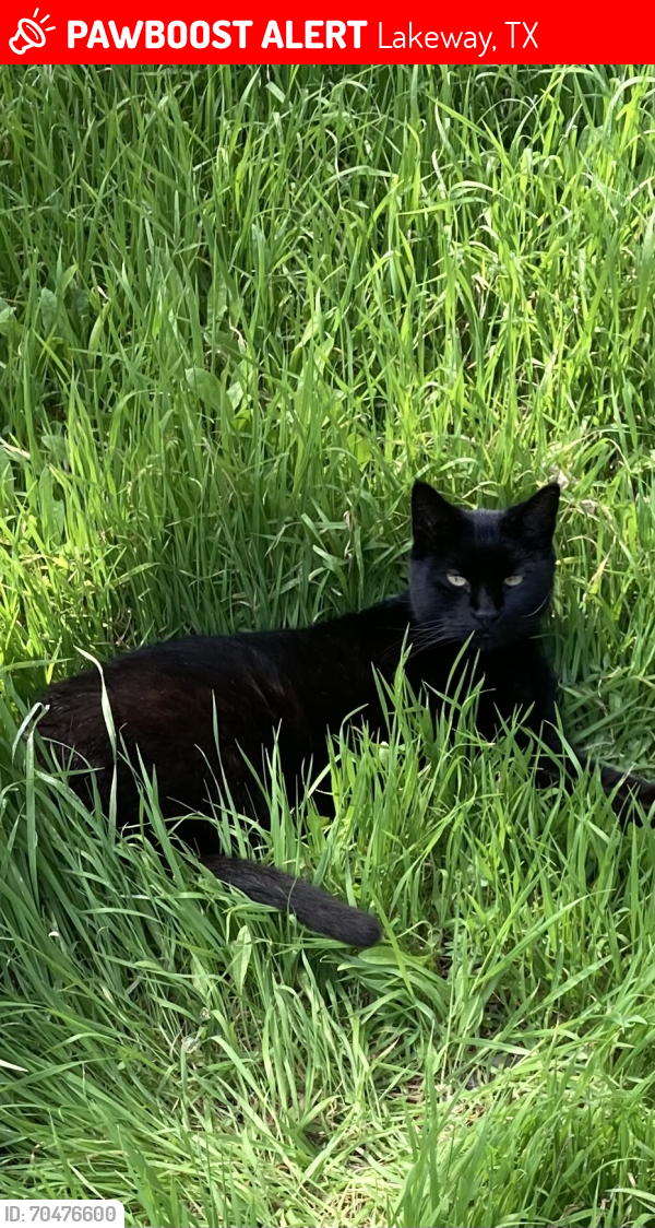 Lost Male Cat last seen Stowaway Cove , Lakeway, TX 78734