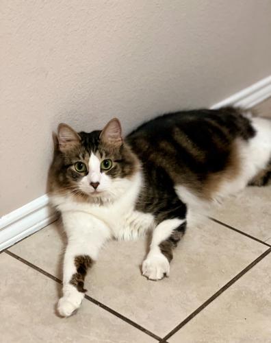 Lost Male Cat last seen Thompson st, Fort Worth, TX 76137