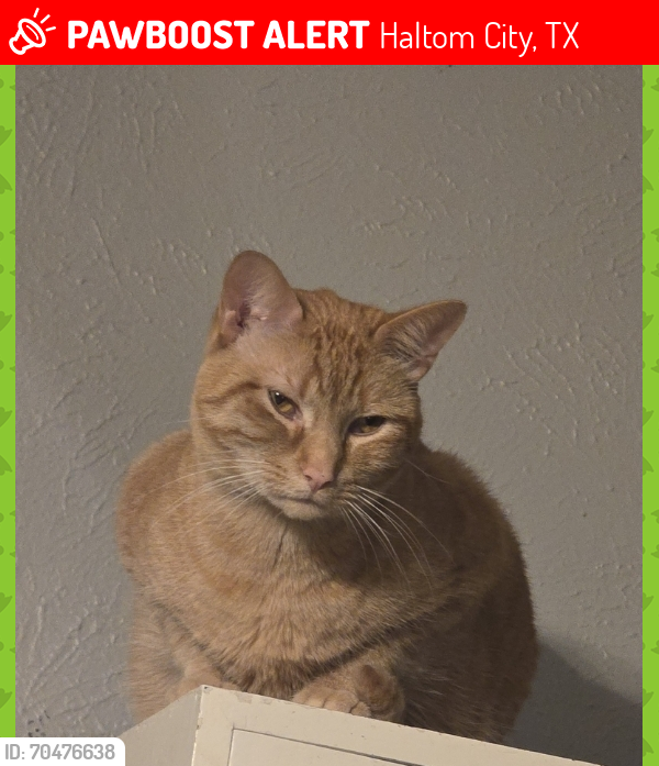 Lost Male Cat last seen Glenview Dr and Waycrest Dr , Haltom City, TX 76180