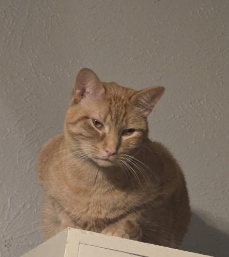 Lost Male Cat last seen Glenview Dr and Waycrest Dr , Haltom City, TX 76180