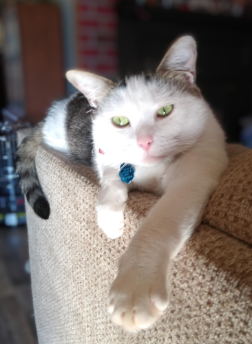 Lost Male Cat last seen E Highway 150 and King Wilkinson, Lincolnton, NC 28092