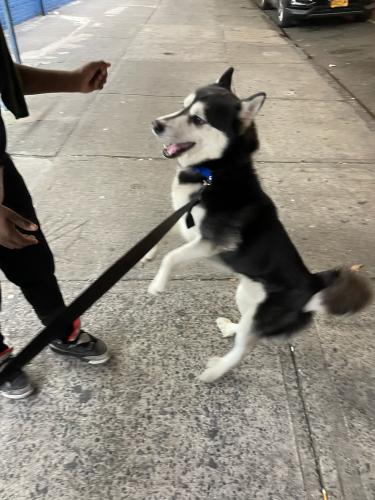 Lost Male Dog last seen Linden blvd , Brooklyn, NY 11207