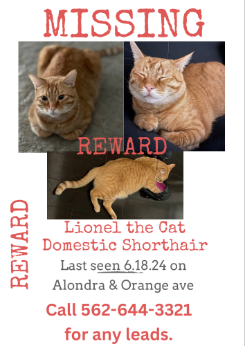 Lost Male Cat last seen Alondra Blvd & Orange ave, Paramount, CA 90723