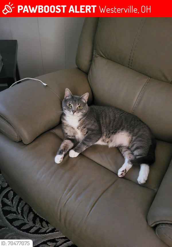 Lost Male Cat last seen Blue sky ct & Turtle Station Way, near Blendon Ravines Metro Park, Westerville, OH 43081