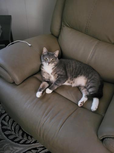 Lost Male Cat last seen Blue sky ct & Turtle Station Way, near Blendon Ravines Metro Park, Westerville, OH 43081