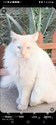 Lost Male Cat last seen Oak Glen rd and Colorado , Yucaipa, CA 92399