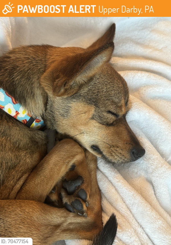 Found/Stray Male Dog last seen 69th and Sansom by the Dunkin, Upper Darby, PA 19082