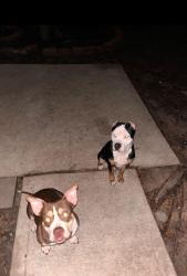 Reunited Female Dog last seen Stonesfield , Spring, TX 77389