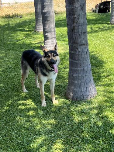 Lost Female Dog last seen Seville and mango, Fontana, CA 92335