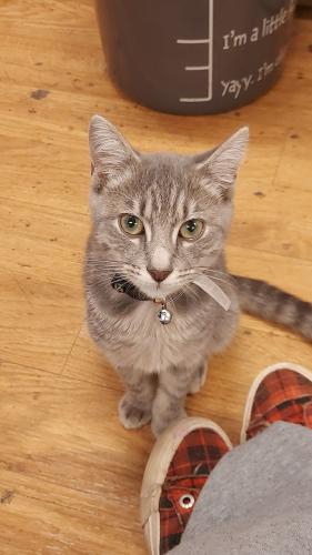 Lost Male Cat last seen Ireland dr across the street from Fayetteville Christian school and mcneil apmts., Fayetteville, NC 28304
