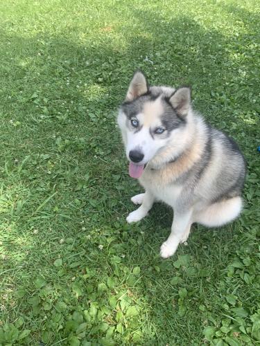 Lost Female Dog last seen Inskip Dr , Knoxville, TN 37912