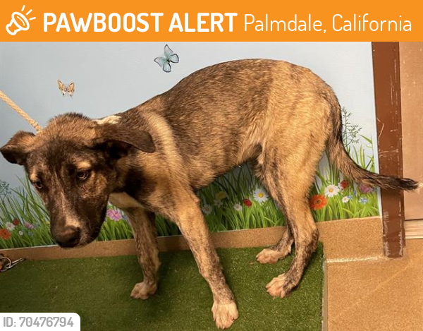 Shelter Stray Male Dog last seen , Palmdale, California 93550