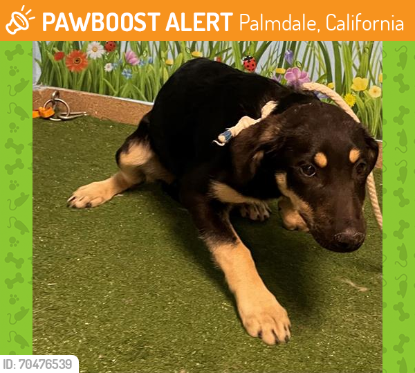Shelter Stray Female Dog last seen , Palmdale, California 93550