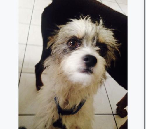 Lost Male Dog last seen 77th police station , Los Angeles, CA 90003