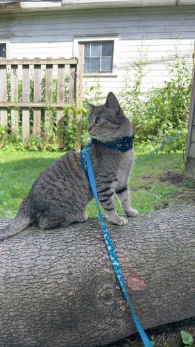Lost Female Cat last seen pinnacle hill, alliance ave, Rochester, NY 14620
