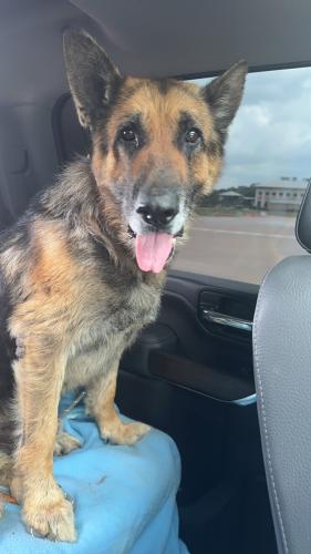 Lost Male Dog last seen Krum fire department , Krum, TX 76249