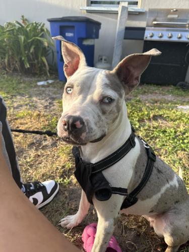 Lost Female Dog last seen Orange Grove Boulevard, North Fort Myers, FL 33903