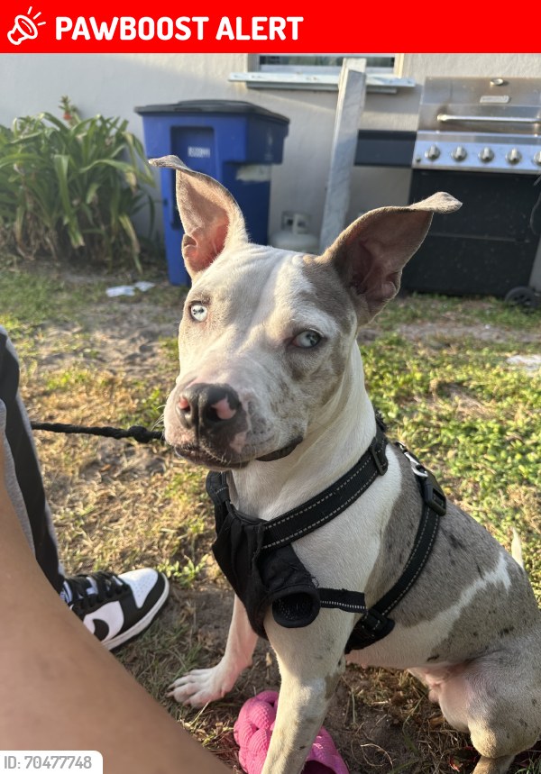 Lost Female Dog last seen Orange Grove Boulevard, North Fort Myers, FL 33903