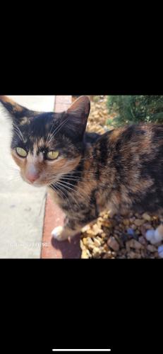 Lost Female Cat last seen Wooley street Hemet CA 92543, Hemet, CA 92543