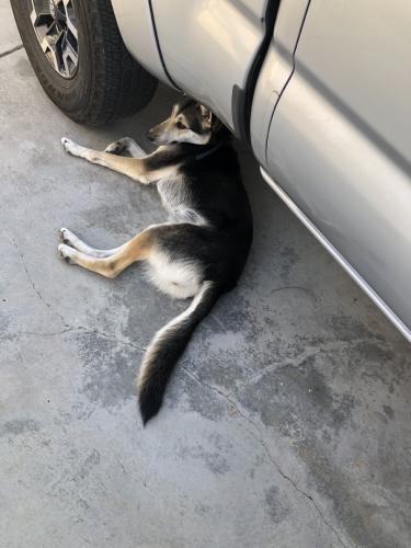 Lost Female Dog last seen valley blvd and cherry, Fontana, CA 92335