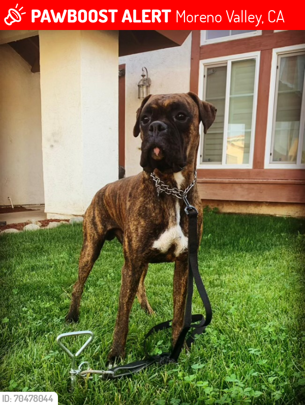 Lost Male Dog last seen Leif Ericson Dr. Ironwood , Moreno Valley, CA 92557