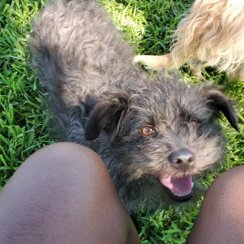 Lost Female Dog last seen Webster St., Merridy Ave. , Highland, CA 92346