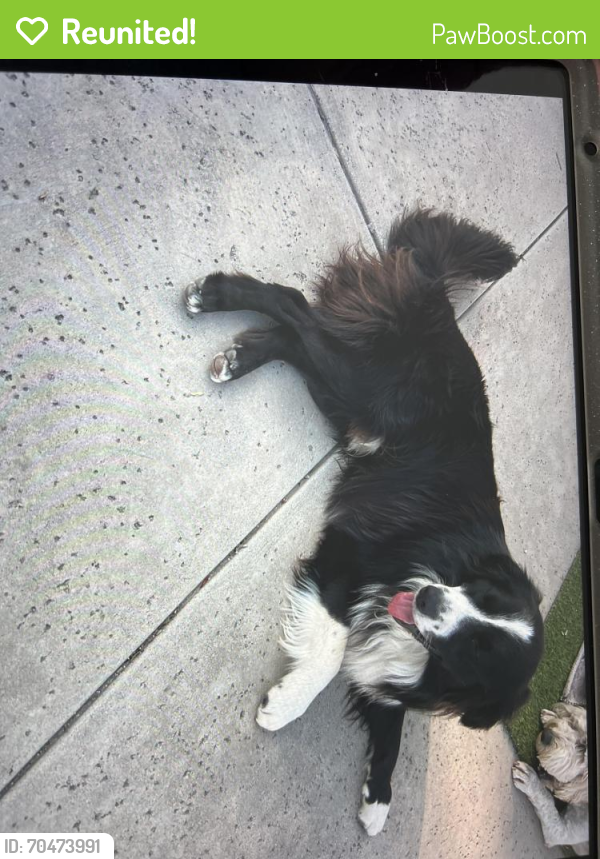 Reunited Male Dog last seen Dilbeck and Cottonwood Ave, Moreno Valley, CA 92553