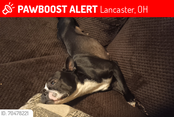 Lost Female Dog last seen By Nancy Scoops, Lancaster, OH 43130